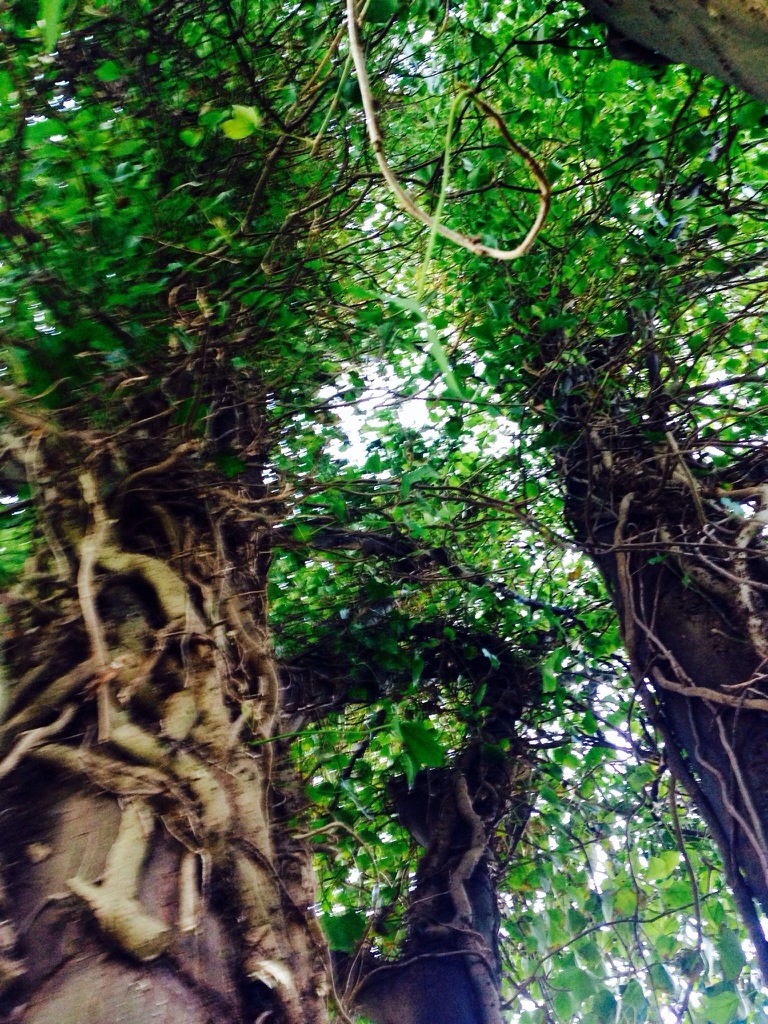 Two men and a Tree – Poison Ivy and the Sycamore